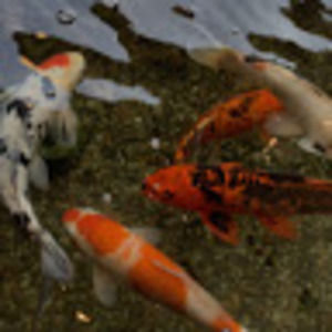 Meet your Posher, Jordin